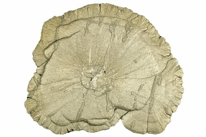 Pyrite Sun - Sparta, Illinois #315879